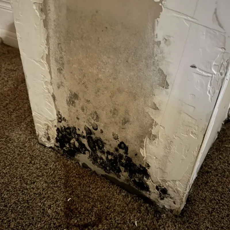Professional Mold Removal in Fulton County, GA